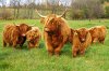 Scottish Cow or Highland Cattle.jpg