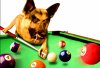 pool dog .jpg