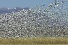 Bosque geese.jpg