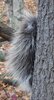 peeking porcupine.jpg