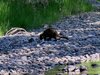 Coati having supper.JPG