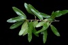 Quercus-Imbricaria-730x485.jpg