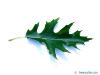 pin-oak-leaf.jpg