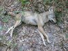 Alpha Female Coyote-.17 Rem. 1WEB.jpg