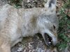 Alpha Female Coyote-.17 Rem.-Teeth 1WEB.jpg