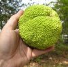 hedge ball.jpg