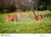 black-tailed-deer-pair-nice-forked-horned-male-33931632.jpg