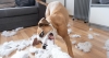 puppy-pulls-chews-up-pillow-feathers-tug-of-war.jpg