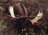 Hunting-Moose.jpg