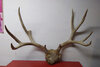 deer-antler-March 08, 2023-163242843 - Copy.jpg