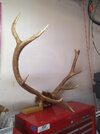elk-antlers-cut-153019009-20230710 - Copy.jpg