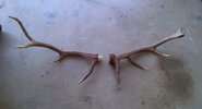 elk-antlers-cut-160819746-20230710 - Copy.jpg