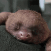 baby-sloth-ahhhh.gif