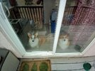Guard_Corgis.jpg