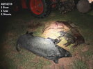 Hogs Killed 101623b.jpg