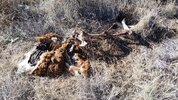 Lion kill found 1-3-2019.jpg