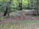IMG_1197.jpeg