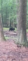 Bears.jpg Bears.jpg