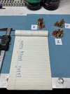 IMG_4815.jpeg
