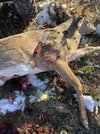 IMG_0154.jpeg