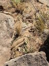 Rattlers 2018.jpg