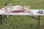 Speed Goat 2022 3.JPG