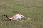 Speed Goat 2022.JPG