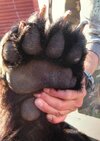 Brown-bear-91.jpg