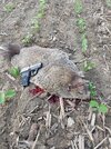 20180521_184249.jpg