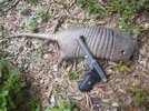 armadillo with Victory.jpg