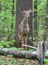 IMG_4705.jpeg