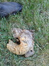 20200726_063521.jpg