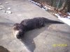 Twenty five pound otter.jpg