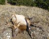 My elk 8 nov 2016 - 6.jpg