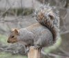 eastern-gray-squirrel-images-1.jpg