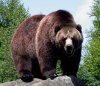 Dscn5410-grizzly-up-New_small.jpg