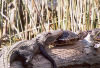 Alligator_mississippiensis_&_Pseudemys_concinna_suwanniensis_1b,_Wakulla_Springs,_20011220.jpg