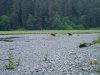 Bears on Tidal Flats.JPG