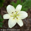 white-lily.jpg
