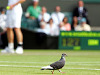 wimbledon-pigeon.jpg