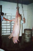 pig-slaughter-05.jpg