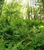 woodland_ferns.jpg