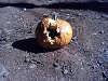 pumpkin1-1.jpg