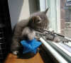 sniper_kitten.jpg