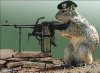 Squirrel Special Forces.jpg