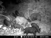 Trail_Cam_5-13-09a.jpg Trail_Cam_5-13-09a.jpg