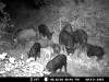 Trail_Cam_5-13-09c.jpg Trail_Cam_5-13-09c.jpg
