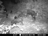 Trail_Cam_5-13-09b.jpg Trail_Cam_5-13-09b.jpg