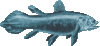 coelacanth3.gif