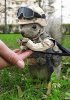 squirrel-commando.jpg